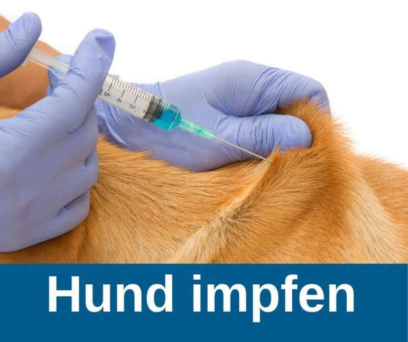 Hund impfen