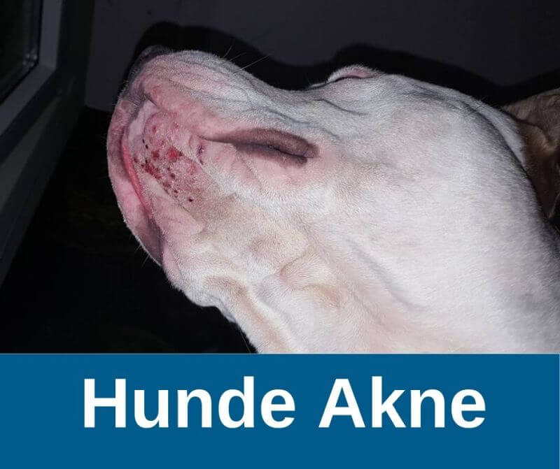 ᐅ Hunde Akne Guter Hund De