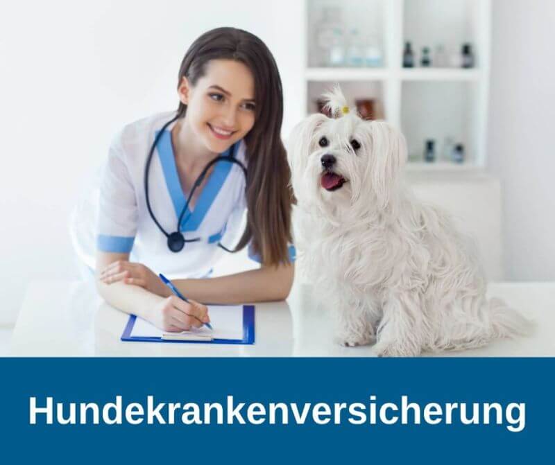 Hundekrankenversicherung