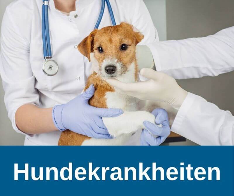 Hundekrankheiten