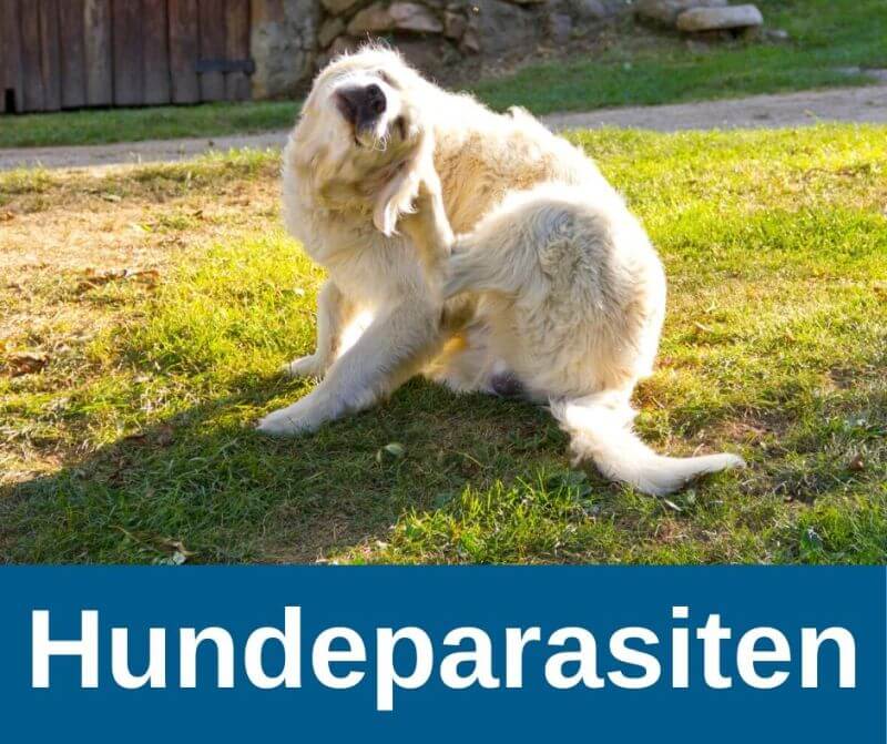 Hundeparasiten