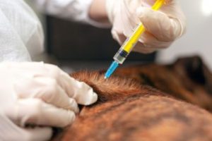 Impfratgeber für Hundehalter