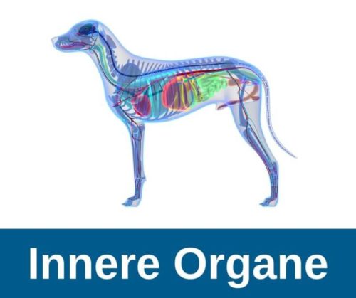 ᐅ Anatomie des Hundes der Hund im Detail › guterHund.de