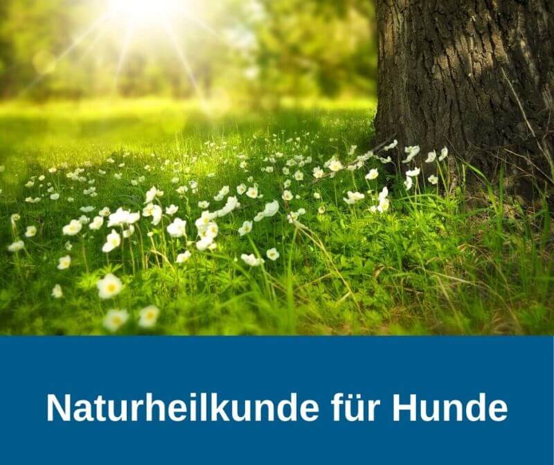 Naturheilkunde für Hunde