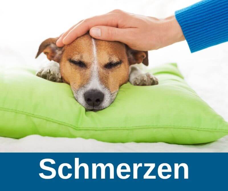 Schmerzen beim Hund