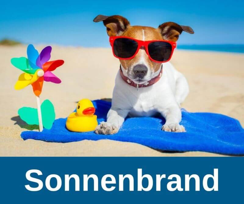 Sonnenbrand beim Hund