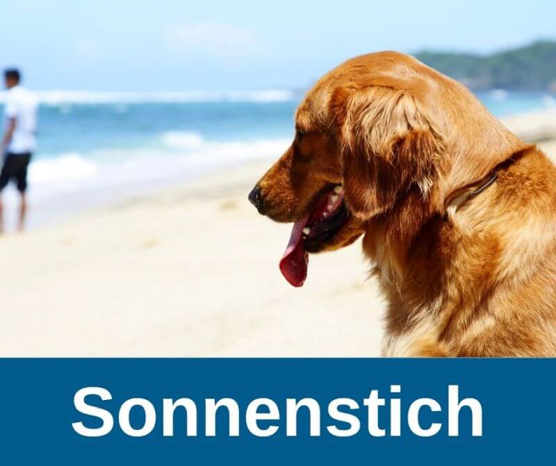 Sonnenstich beim Hund