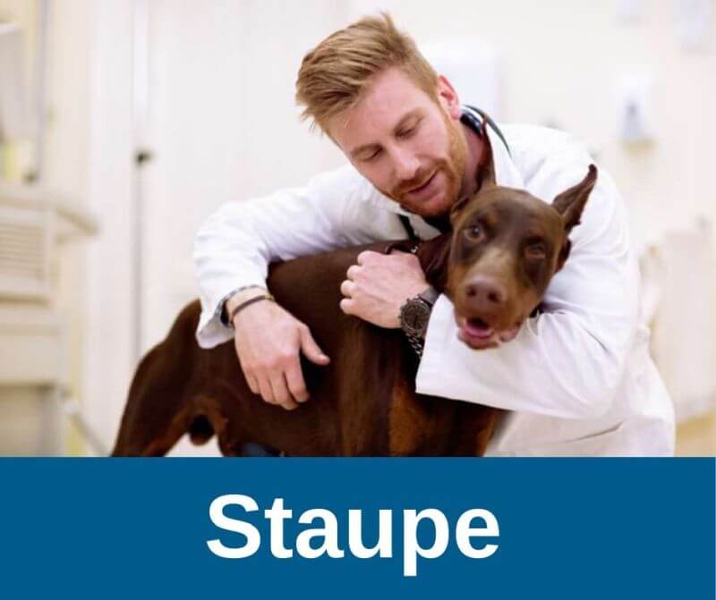 Staupe