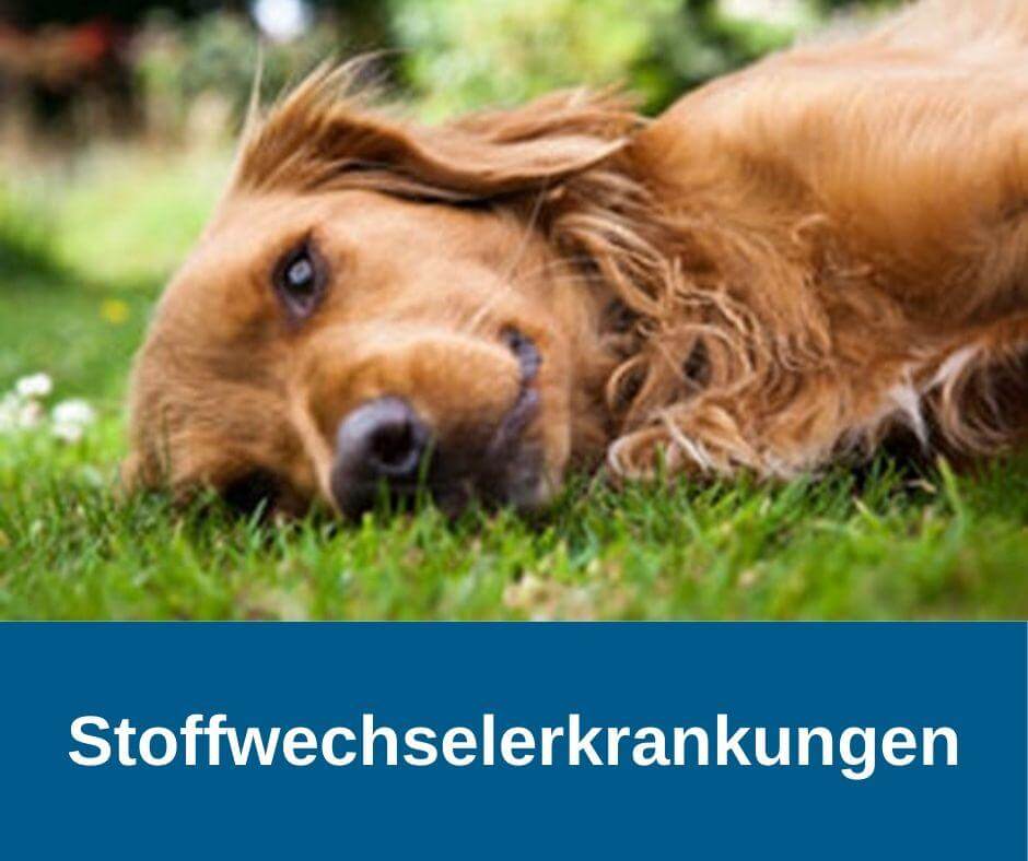 Stoffwechselerkrankungen beim Hund