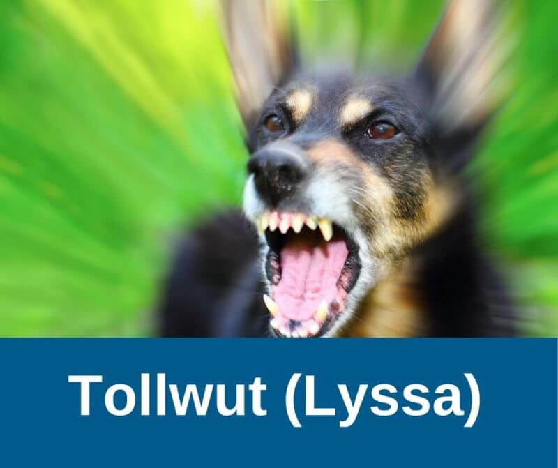 Tollwut (Lyssa)