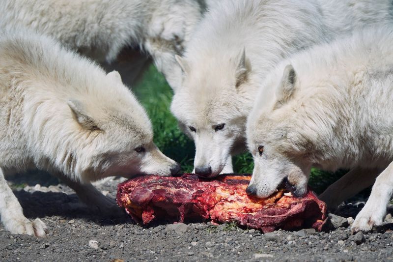 Wölfe beim Fressen