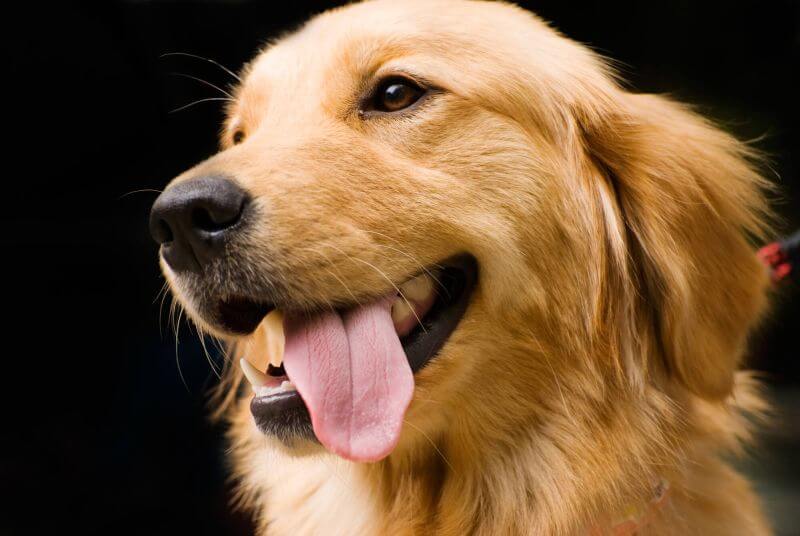 Verdauungssystem Hund - Zunge
