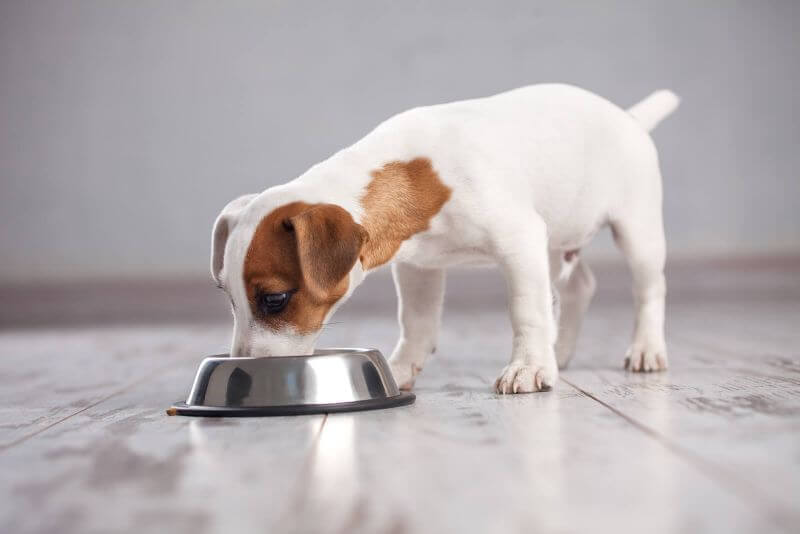 Verdauungssystem Hund - weniger ist oft mehr