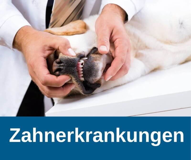 Zahnerkrankungen