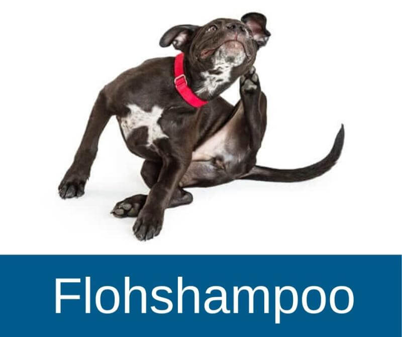 Flohshampoo