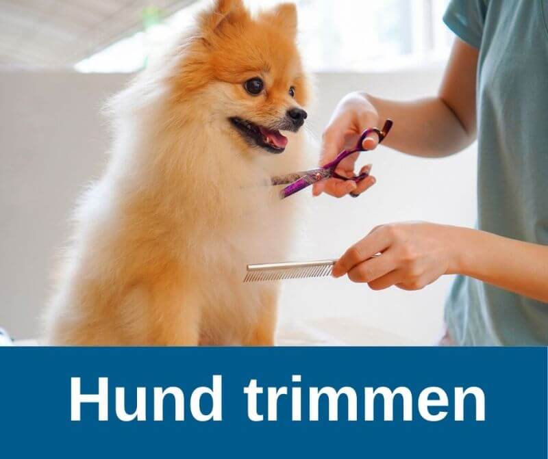 Hund trimmen