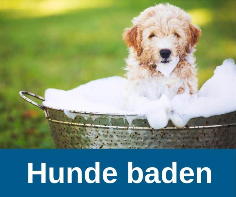 Hunde baden