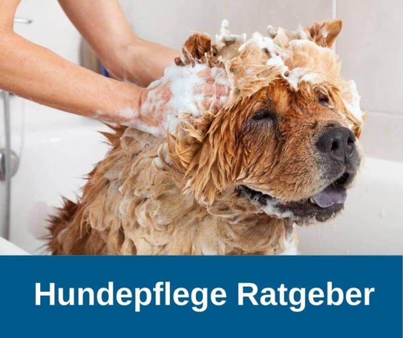 Hundepflege Ratgeber