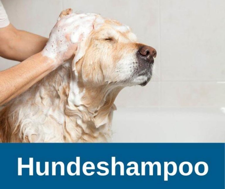 Flohshampoo › guterHund.de