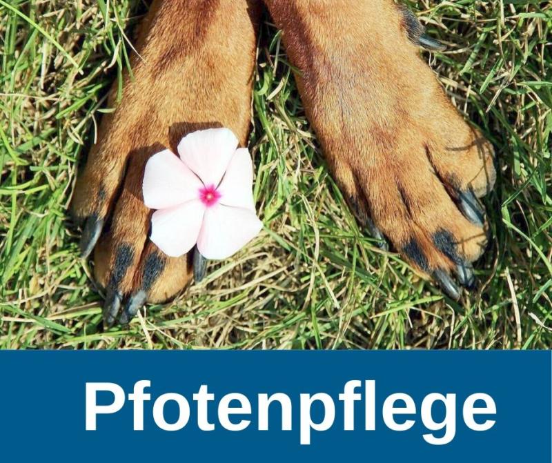 Pfotenpflege beim Hund Pfotenpflege beim Hund