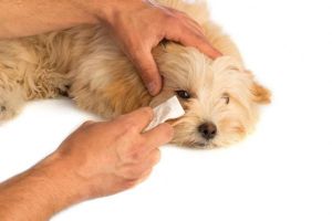 Augenpflege beim braunen Hund