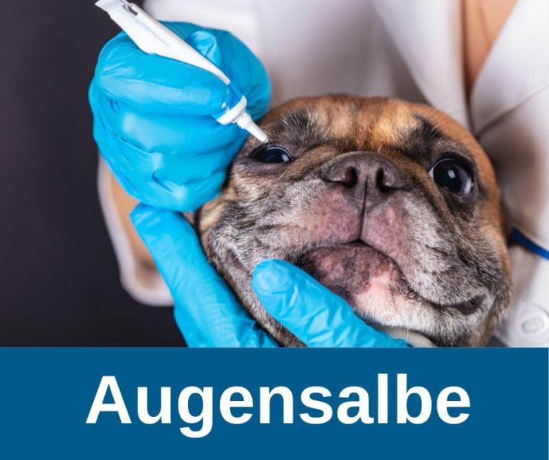 Augensalbe für Hunde