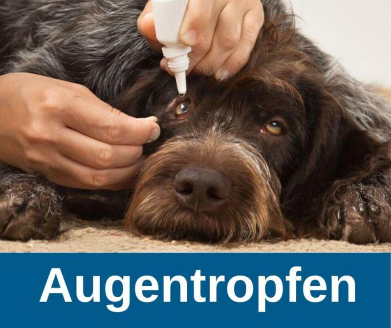 Augentropfen für den Hund