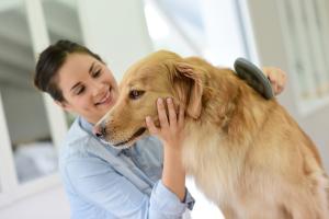 Das richtig bürsten von Hunden