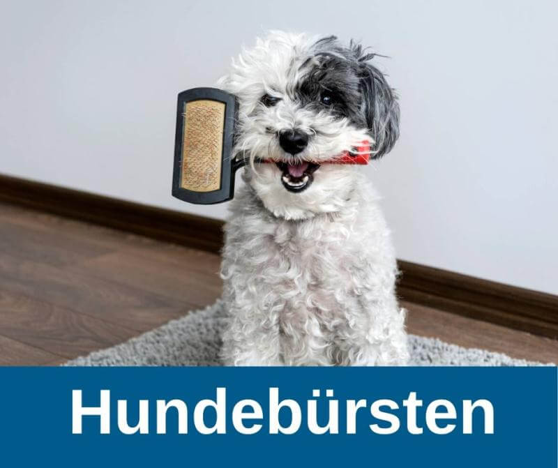 ᐅ Die richtigen Hundebürste Ratgeber und Kaufempfehlung › guterHund.de