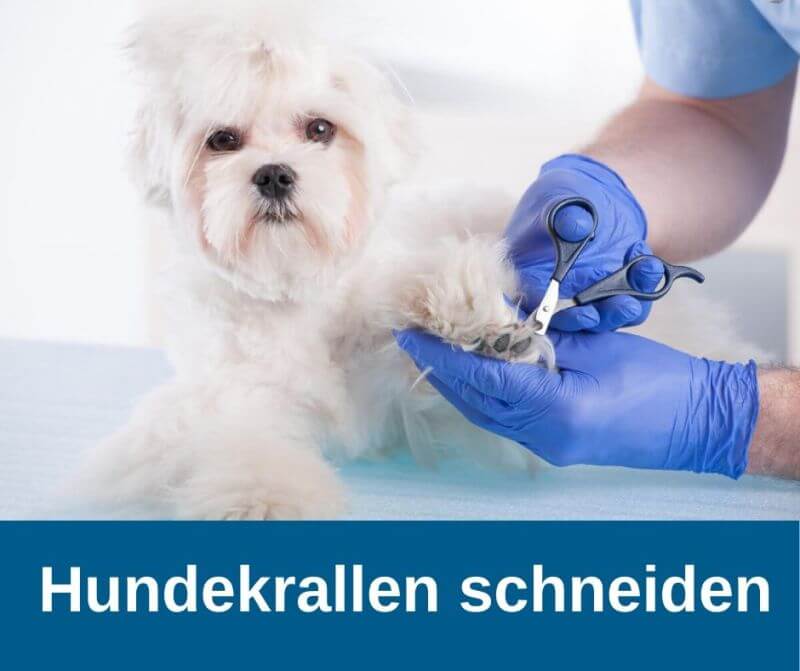 Krallen schneiden Hund