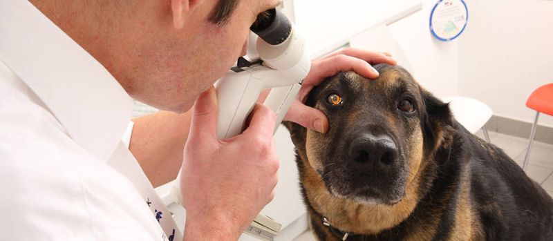 Tierarzt untersucht Augen beim Hund