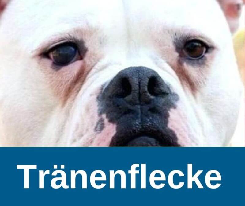 Tränenflecke beim Hund