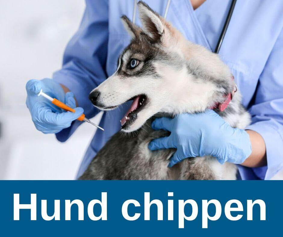 Hund chippen