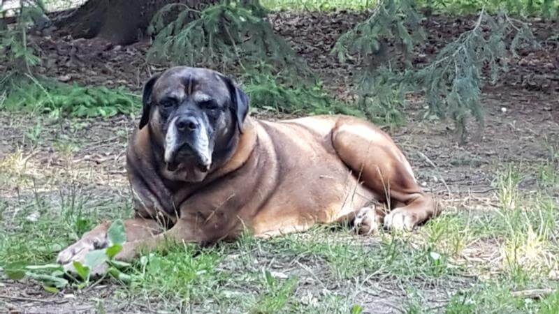 Cane Corso Rüde