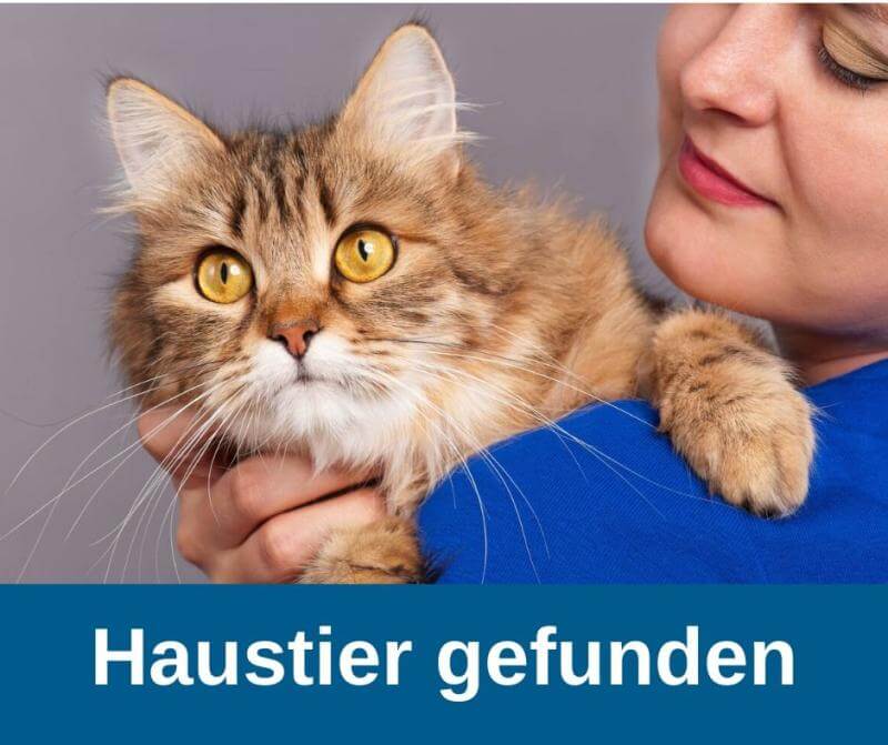 Haustier gefunden Zentralen Haustierdatei Deutschland