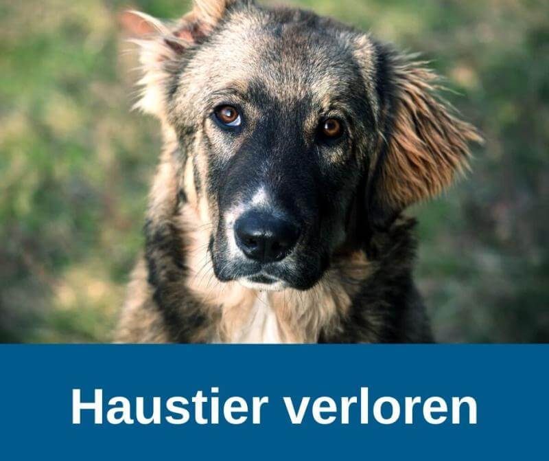 Haustier verloren Zentralen Haustierdatei Deutschland