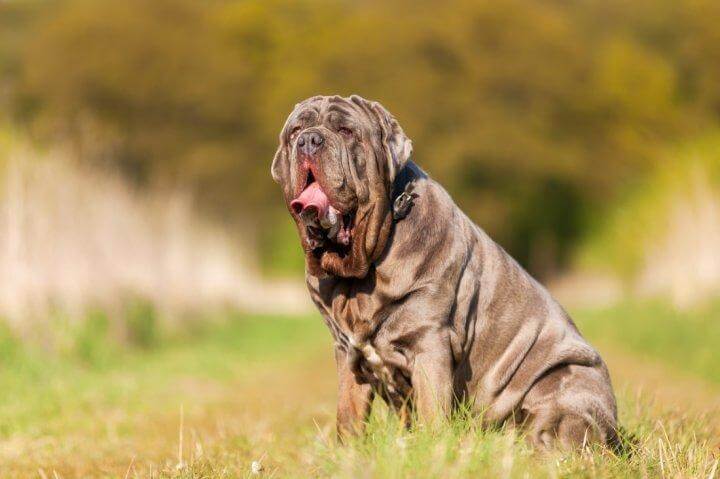 Mastino Napoletano