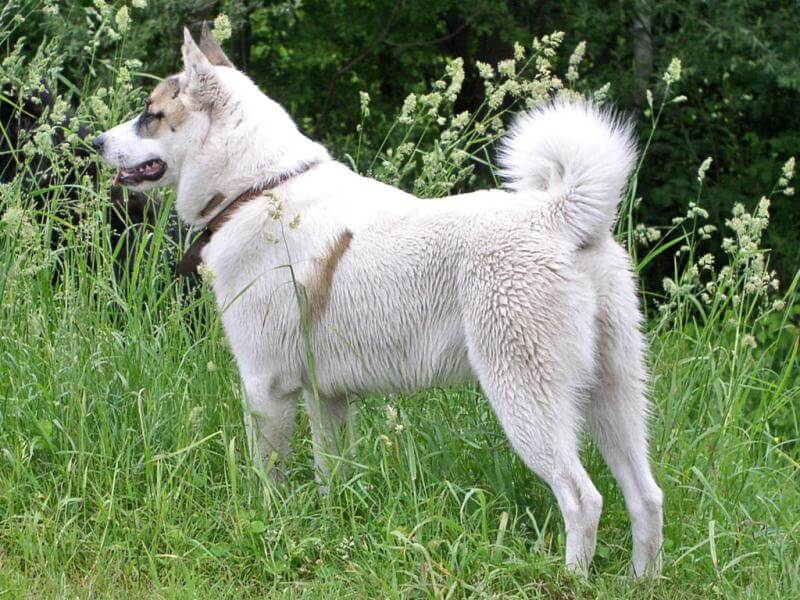 Westsibirischer Laika
