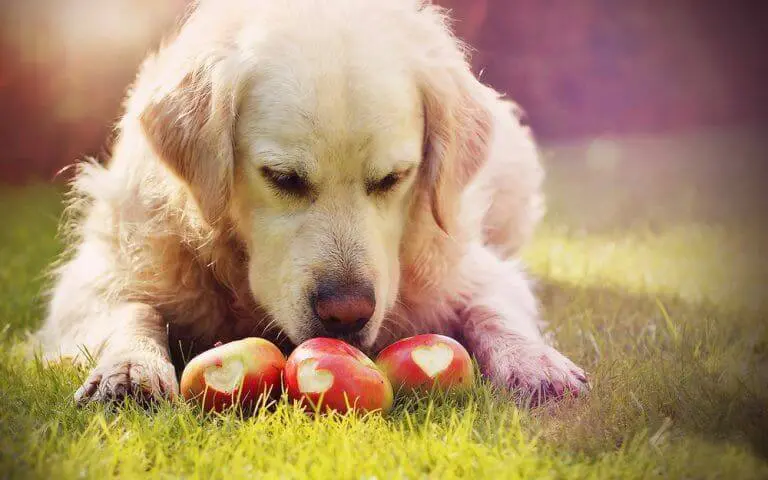 Äpfel für Hunde