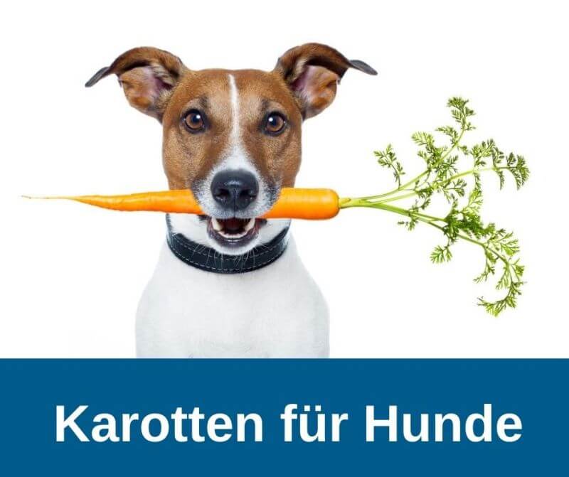 Karotten für Hunde