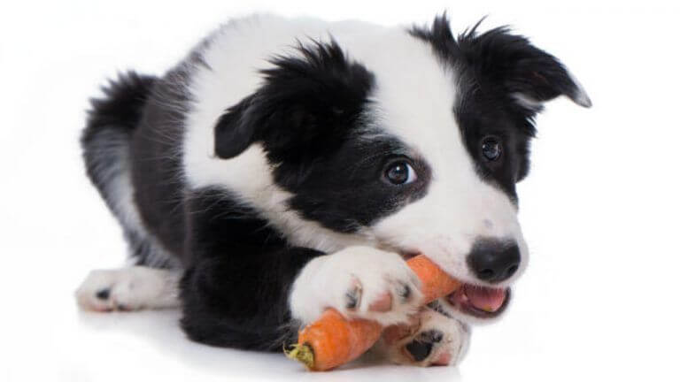 Karotten für Hundewelpen