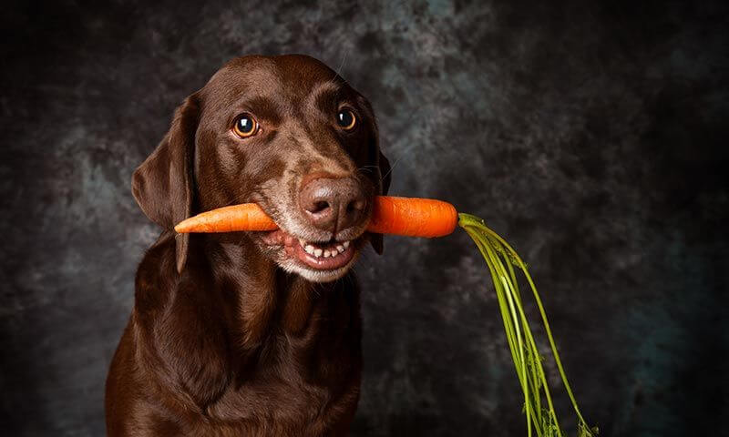 Karotten wenn der Hund Durchfall hat