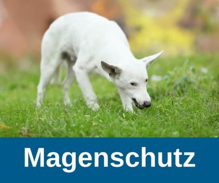 hund magen beruhigen