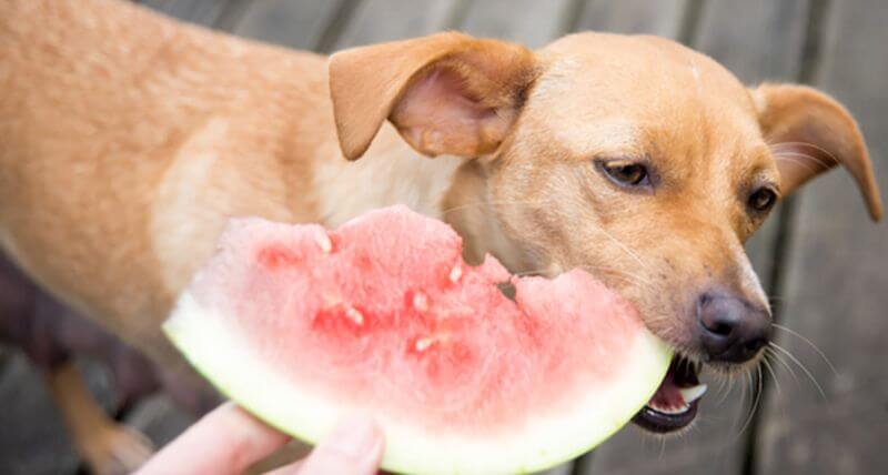 Melone für Hunde