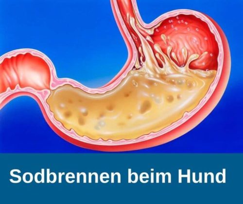 ᐅ Sodbrennen Reflux beim Hund › guterHund.de