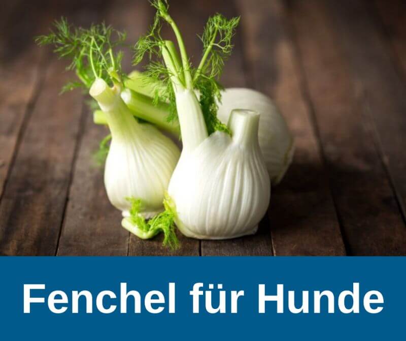 Fenchel für Hunde