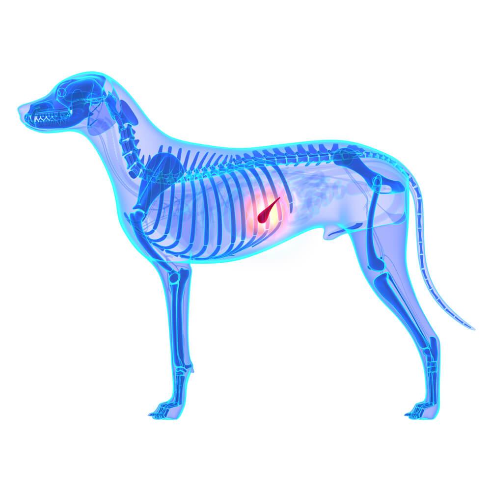 Pankreatitis beim Hund