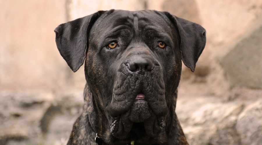 Cane Corso in Not