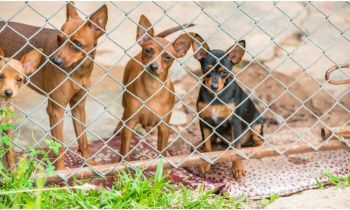 Chihuahua im Tierheim