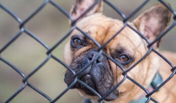 Französische Bulldogge im Tierheim